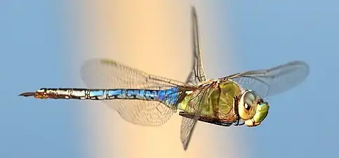 Hovering San Joaquin Wildlife Sanctuary