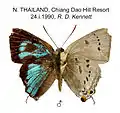 male Thailand