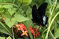 Anadaman Mormon(Papilio mayo)