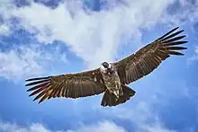 Andean condor soaring over southern Peru's Colca Canyon