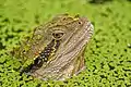 Head of an eastern water dragon poking out of a pond in Brisbane Botanical Gardens