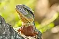 Eastern water dragon in Brisbane Botanical Gardens