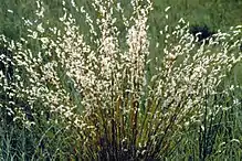 Little bluestem