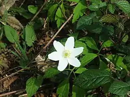 Anemone nemorosa