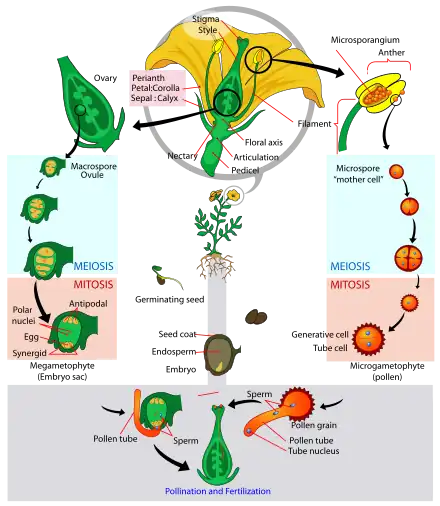 Image 36Angiosperm life cycle (from Evolutionary history of plants)