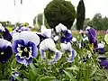 Pansies showing typical facial markings