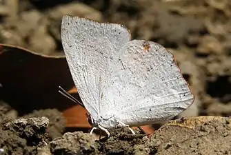 Ventral view