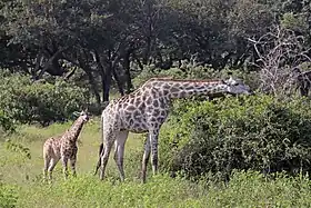 Female with young 2 monthsChobe National Park