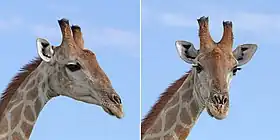 MaleEtosha National Park