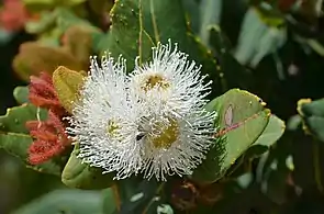 Flowers & new leaves