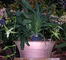 Angraecum sesquipedale habitus Note extremely long spurs of flowers