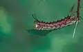 Larva