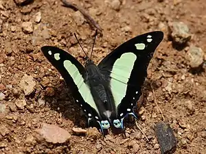 Dorsal view with one apical spot missing (left)