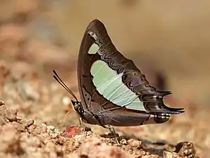 Ventral view