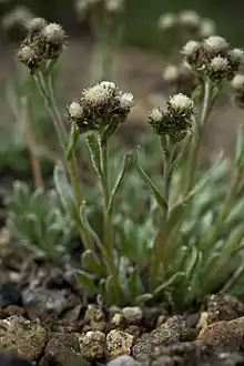 Photograph at eye level with the small plant growing out of the soil, showing leaves and flowers