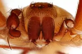 Front view of a brown recluse spider, showing its chelicerae