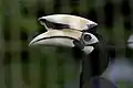 Oriental pied hornbill