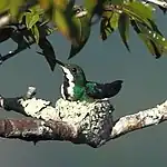 Female on nest at Novo Mundo, Mato Grosso State, Brazil