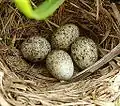 A nest of A. c. rufuloides in a grassy floodplain, South Africa]