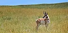 Pronghorn at the Wildlife loop road