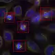 Cells inhibiting mitosis displayed using registered bands of epifluorescence microscopy and false-colors