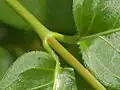 Leaves with ciliate margins and a hairy petiole