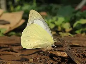 Ventral view (male)