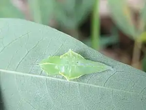 Pupa