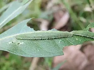 Larva