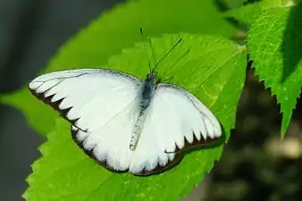 Dorsal view