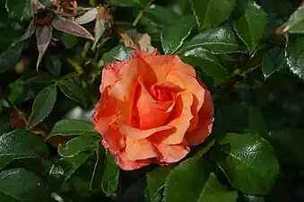 Rosa Apricola ("Goldenen Rose", 2005) from W. Kordes' Söhne