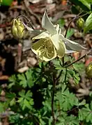 Plant of Aquilegia fragrans