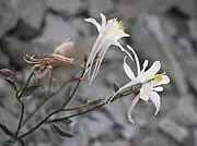 Aquilegia pubescens bud & flowers