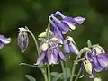 Close-up of flowers