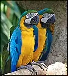 Two macaws, showing their colorful feathers