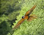 Flying at Zoo de Pont-Scorff, Morbihan, France