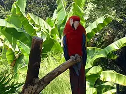 Scarlet macaw