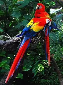 Scarlet macaw, indigenous to the American tropics.