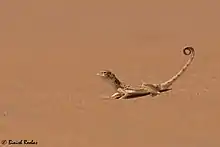 Arabian Toad-headed Agama from United Arab Emirates