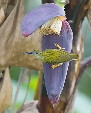 About to feed on a banana inflorescence