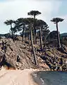 Araucaria araucana in the Argentine Andes