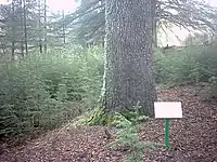 Trunk of an Atlas cedar in the arboretum, with a thick formation of seedlings