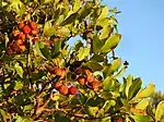 Arbutus unedo in Faro, Portugal