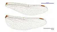 Female wings