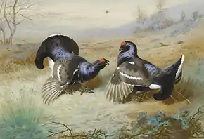 image of lekking blackcock, an instance of social behaviour