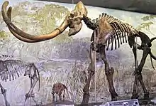 Skeleton of a mammoth with long, curved tusks