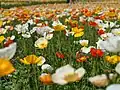 Arctic poppy (Papaver nudicaule)