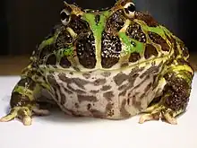 An Argentine horned frog