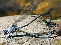 mating wheel