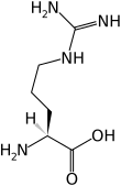 Skeletal structure of L-arginine